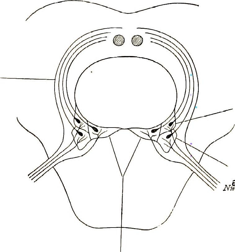 758x814 Image From - Spinal Cord Sketch