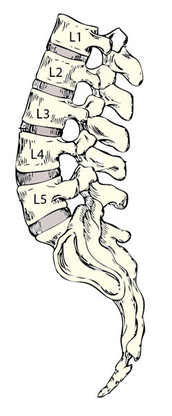 249x600 Lumbar Spine Lower Back, Anatomy, Function, Problems, Vertebra, Disc - Spinal Cord Sketch