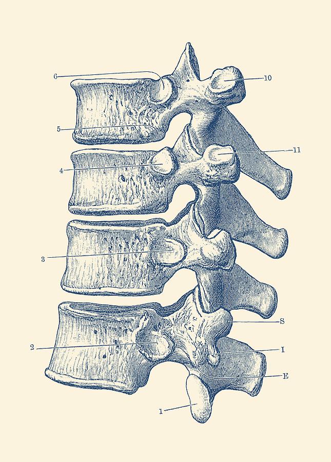 645x900 Spinal Cord - Spinal Cord Sketch
