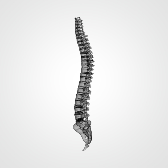 590x590 Spinal Cord By Kubilaykodal 3docean - Spinal Cord Sketch