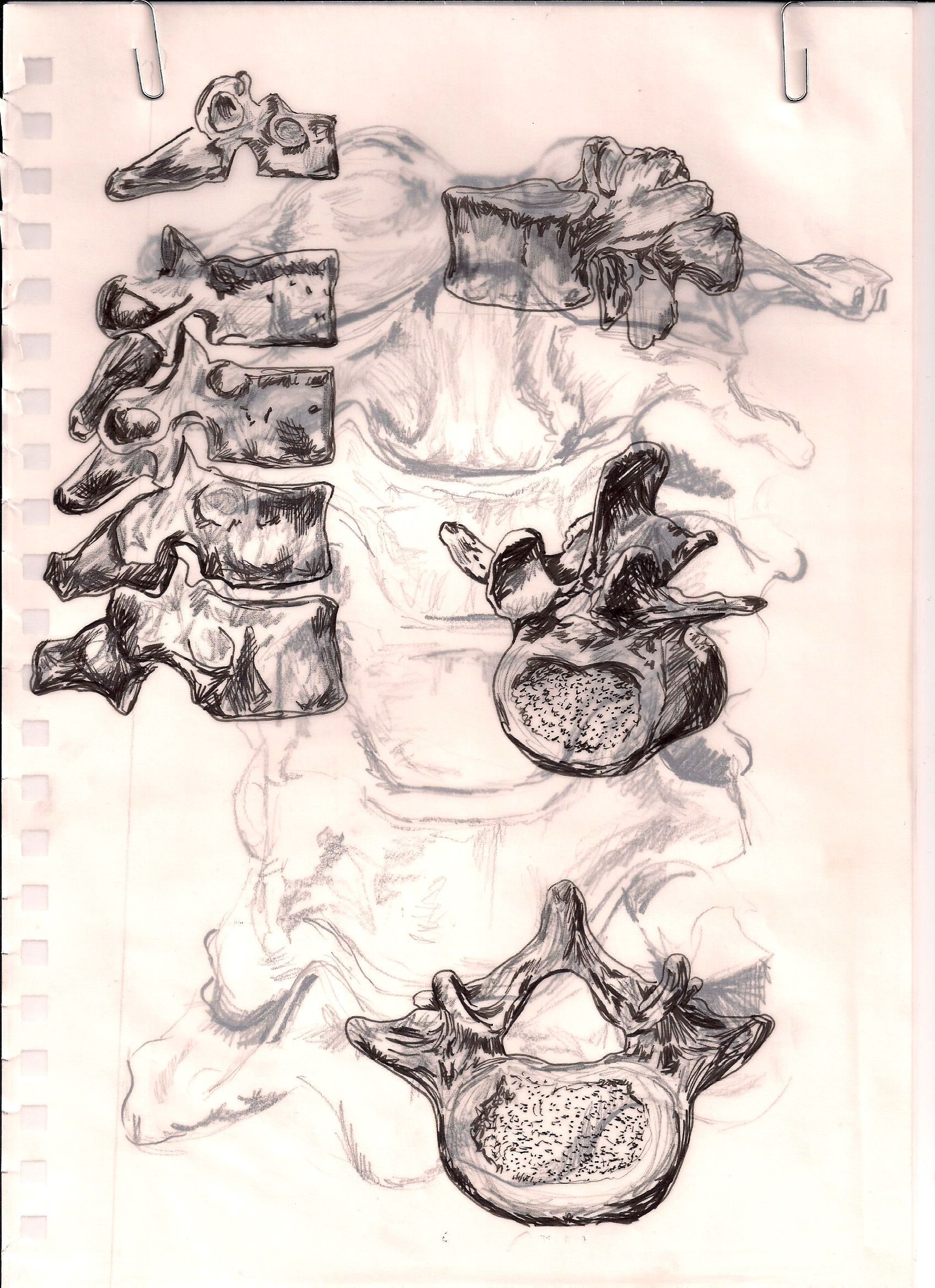 1696x2336 Spinal Cord Sketch Models Spinal Cord, Sketches - Spinal Cord Sketch