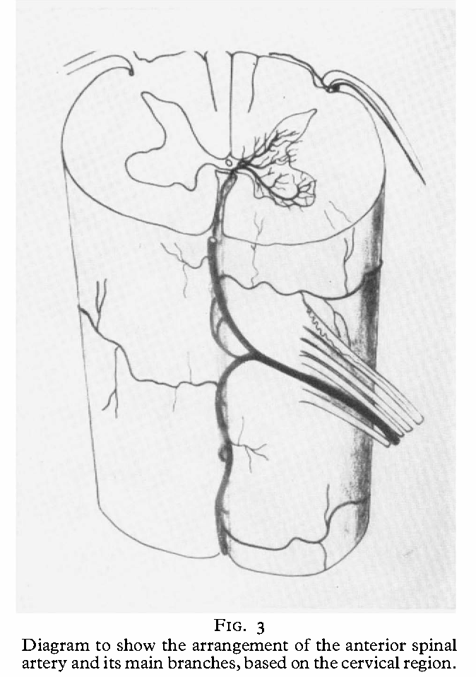 674x958 The Arterial Blood Supply Of The Human Spinal Cord - Spinal Cord Sketch