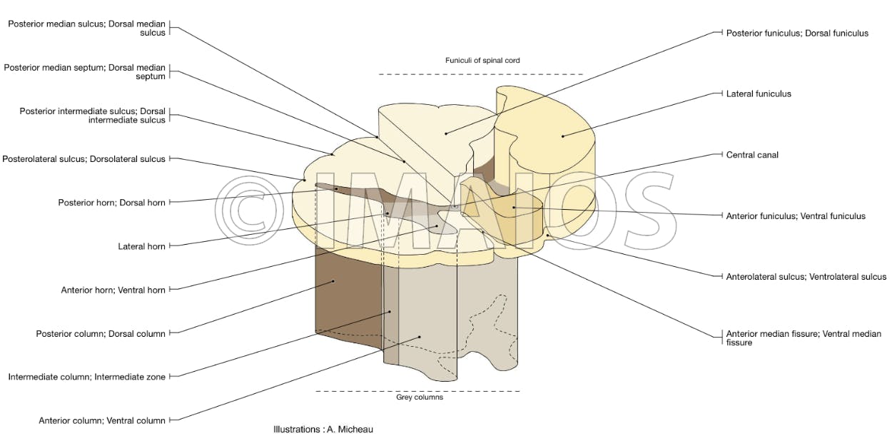 1250x618 Anatomy Of The Spinal Cord - Spinal Cord Sketch