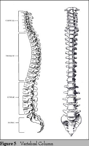 Spinal Cord Sketch at PaintingValley.com | Explore collection of Spinal ...