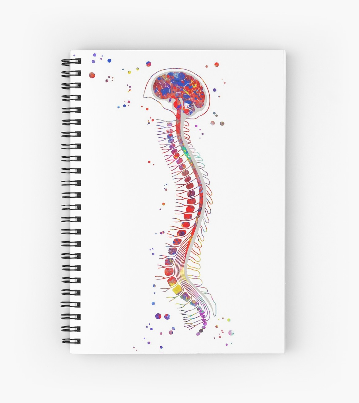 1171x1313 Brain With Spinal Cord, Brain Anatomy, Medical Art Spiral - Spinal Cord Sketch