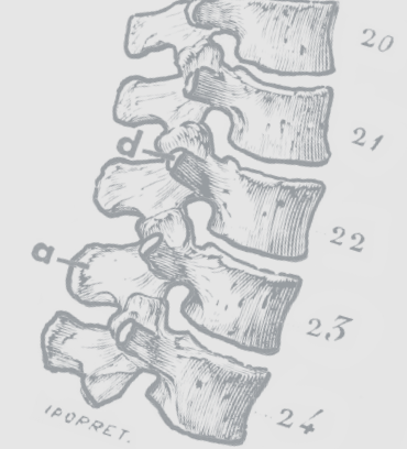 370x408 Chronic Pain Management St. Jude Medical - Spinal Cord Sketch