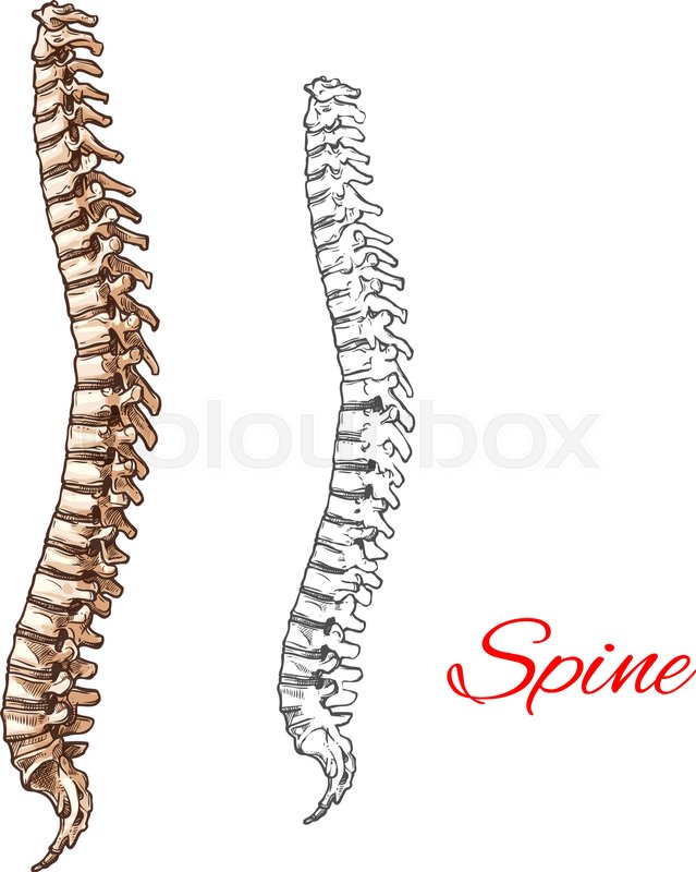 639x800 Human Spine Bones And Backbone Joints Vector Sketch Body Anatomy - Spine Sketch