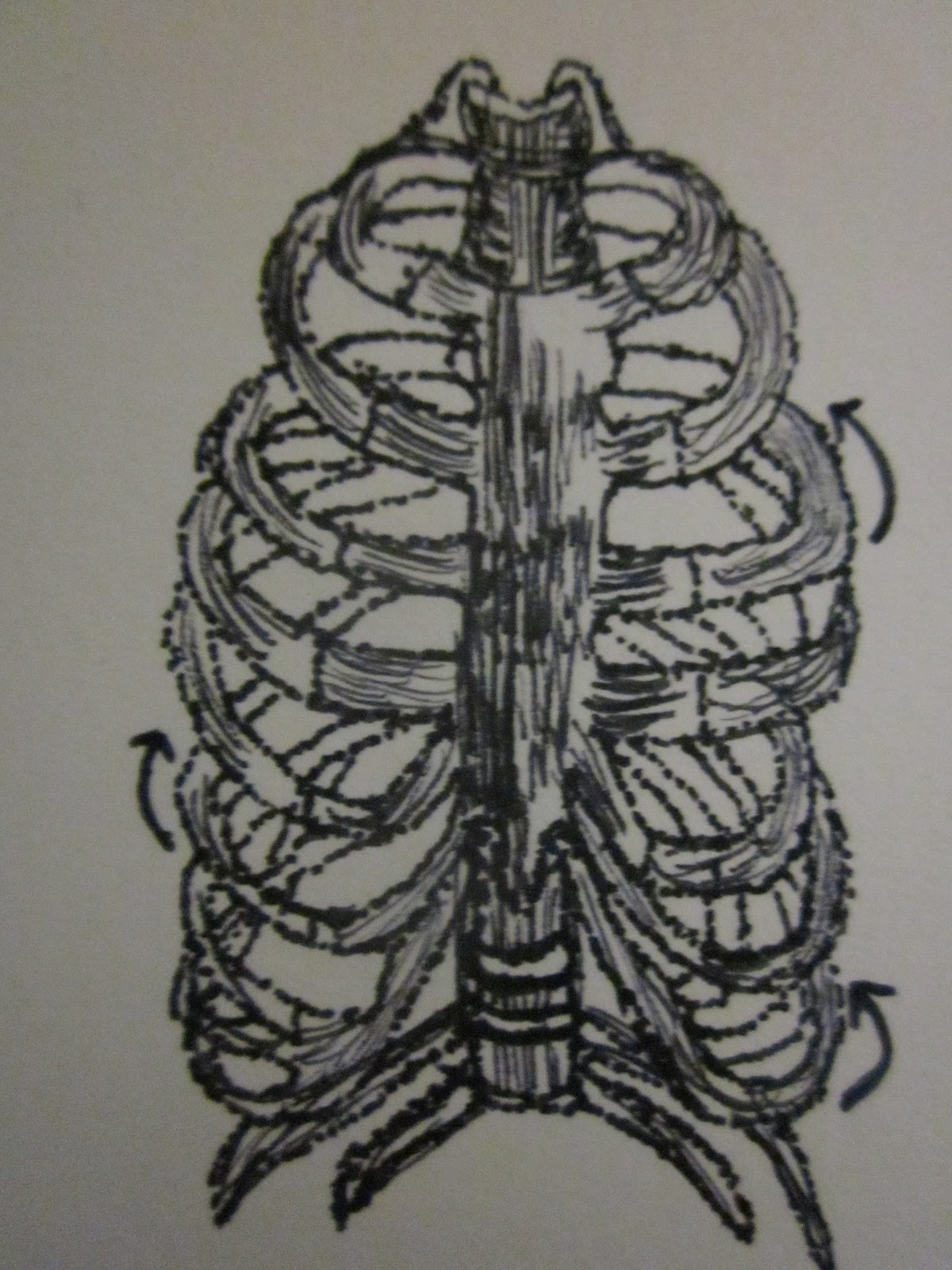 1200x1600 Renee Kent Sketches - Spine Sketch