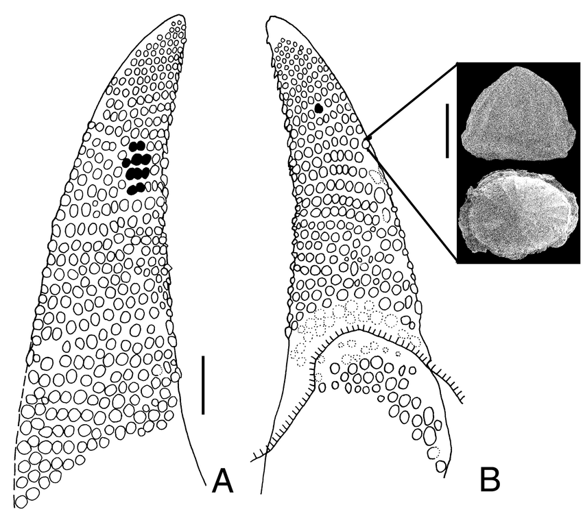 850x756 Sketch Of Arrangement Of Tubercles On Fin Spine Pimuz Ai 3730 - Spine Sketch