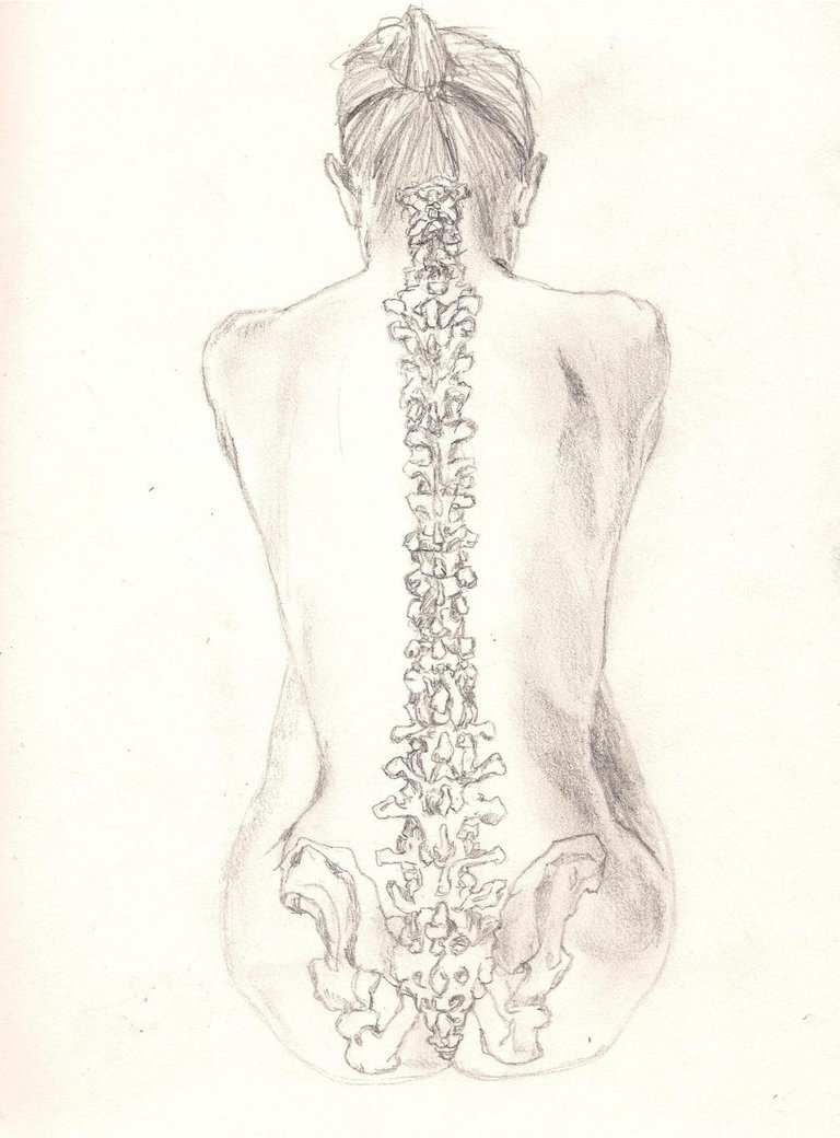 Spine Sketch at PaintingValley.com | Explore collection of Spine Sketch