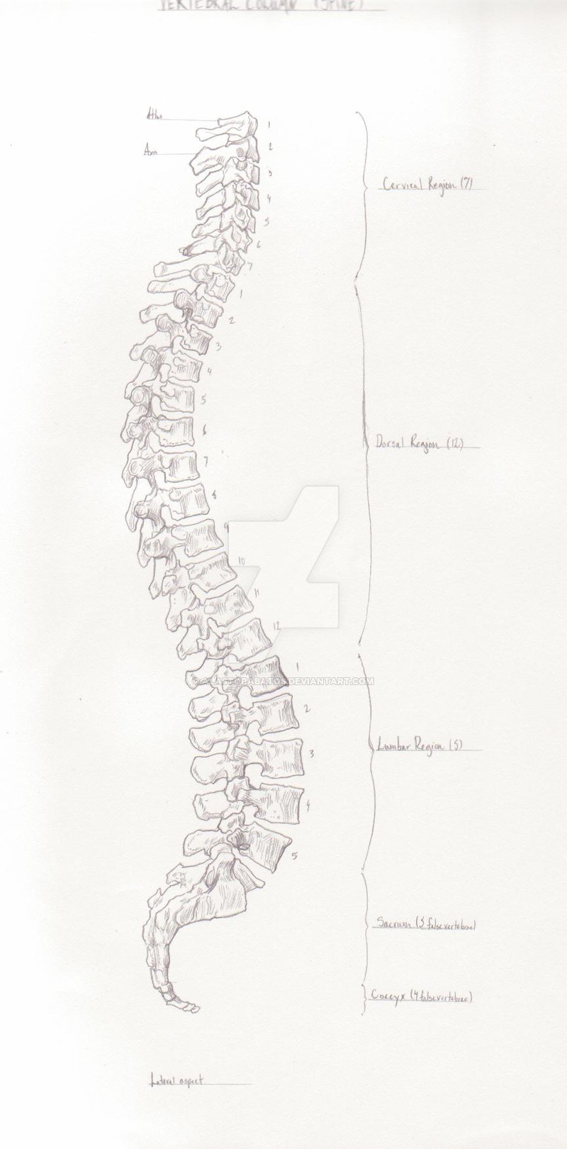 Spine Sketch at PaintingValley.com | Explore collection of Spine Sketch