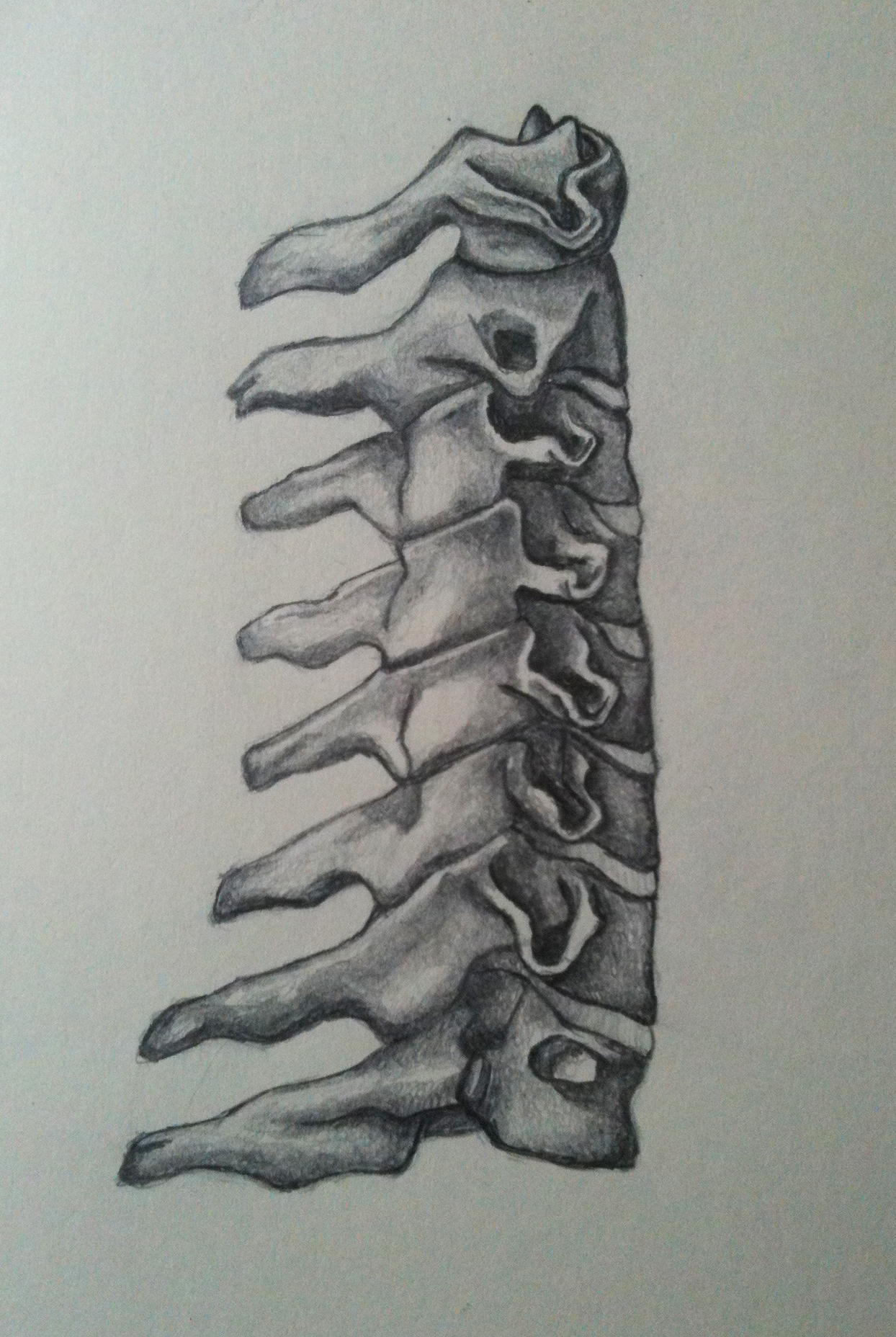 Spine Sketch at Explore collection of Spine Sketch