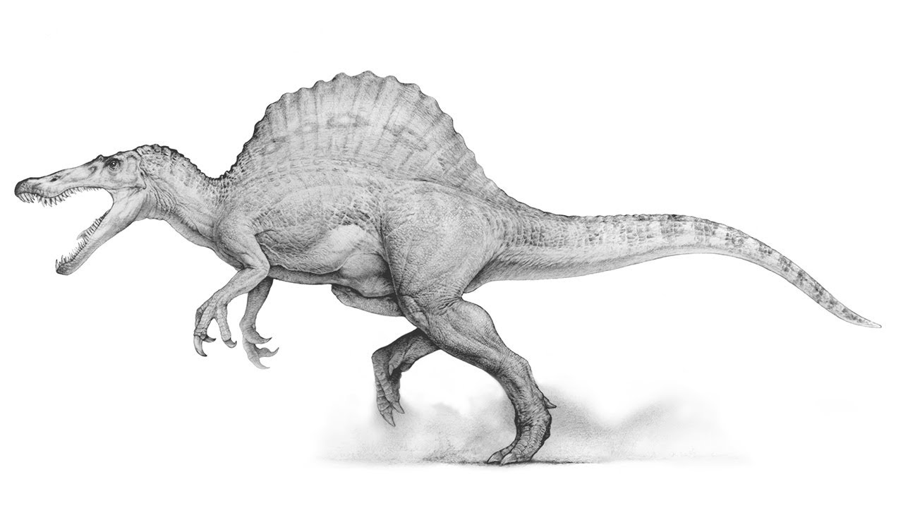 1280x720 Jurassic Park Iii - Spinosaurus Sketch