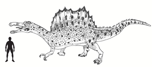 497x219 Spinosaurus Drawing From Everything Dinosaur - Spinosaurus Sketch