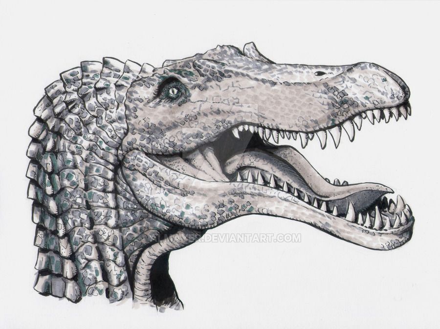 900x672 Spinosaurus Head Study By Almayer Dinosaurs - Spinosaurus Sketch