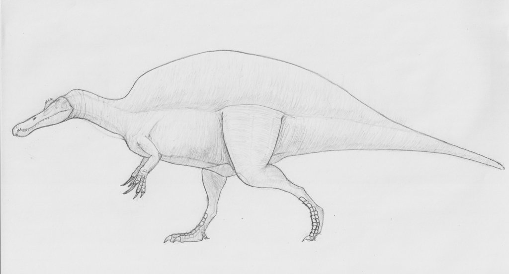 1024x552 Spinosaurus Sketch By Thek560 - Spinosaurus Sketch