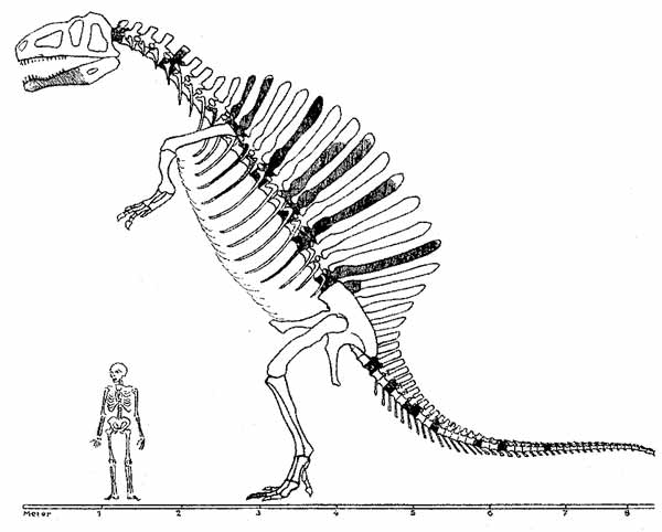 600x482 The Discovery And Early Interpretation Of Spinosaurus - Spinosaurus Sketch