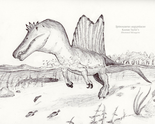 500x400 Spinosaurus Sketch Tumblr - Spinosaurus Sketch