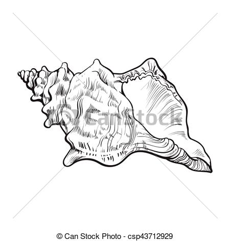 450x470 Spiral Conch Sea Shell, Isolated Sketch Style Vector Illustration - Spiral Sketch