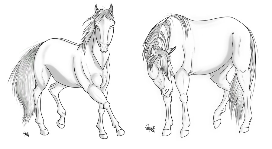 900x494 Horse Sketches - Spirit Horse Sketches