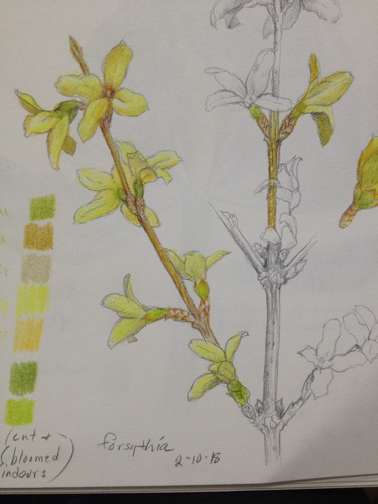 750x1000 My Drawing Journal Spring Flower Sketches - Spring Flowers Sketch