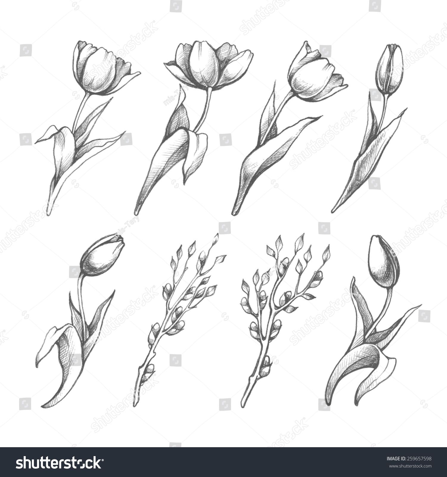 1500x1600 Set Of Spring Flowers Tulips Branches. Pencil Sketch Collection - Spring Flowers Sketch