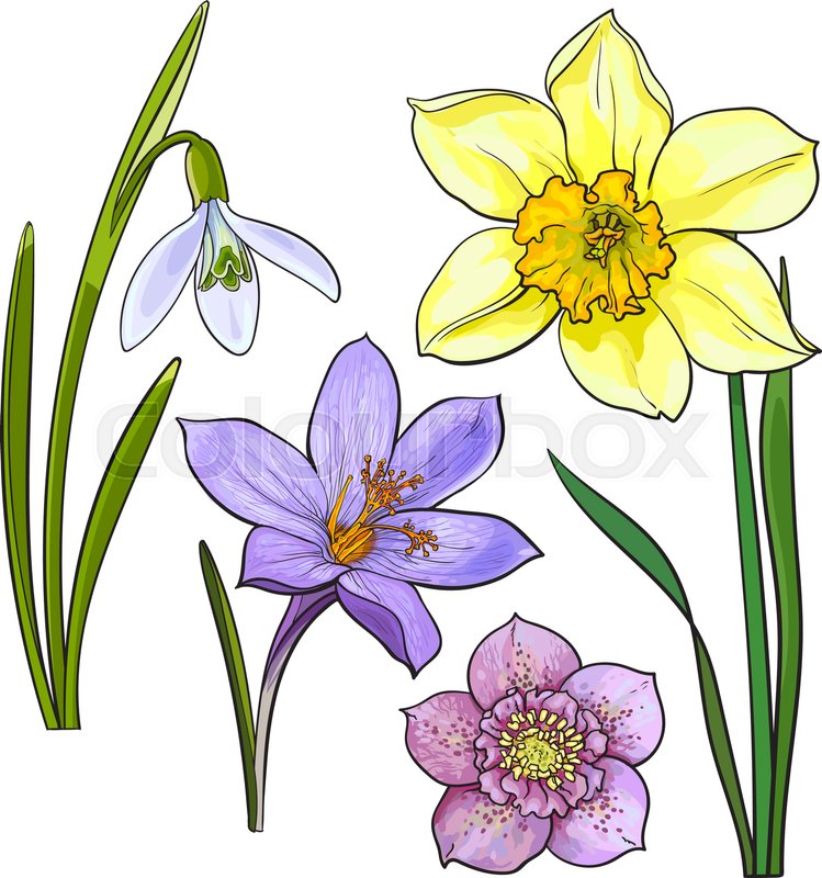 749x800 Set Of Summer Flowers, Daffodil, Snowdrop, Crocus, Sketch Vector - Spring Flowers Sketch