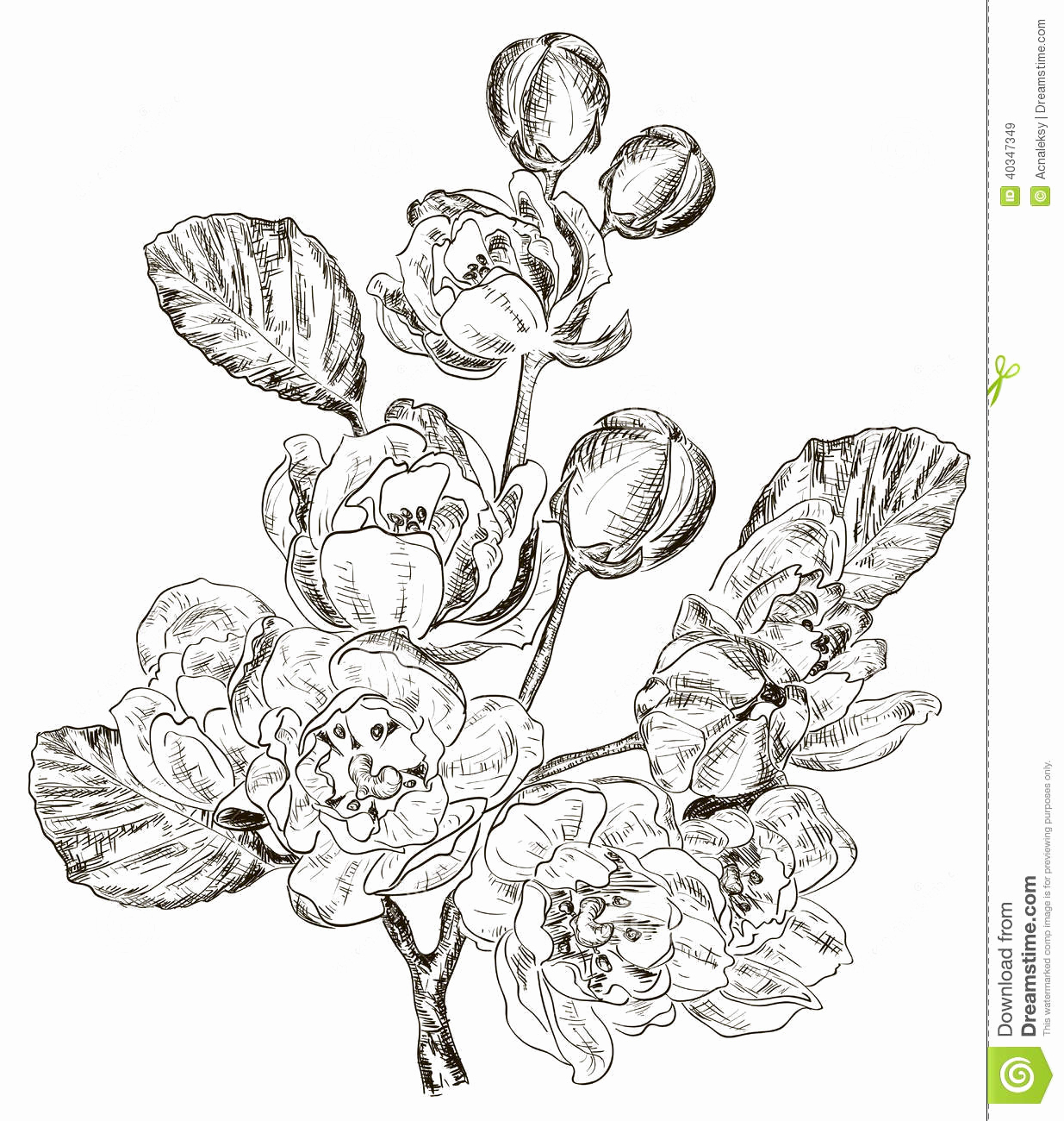 1235x1300 Sketch Online Free Sketch Of Branch Of Spring Flower Stock Vector - Spring Flowers Sketch