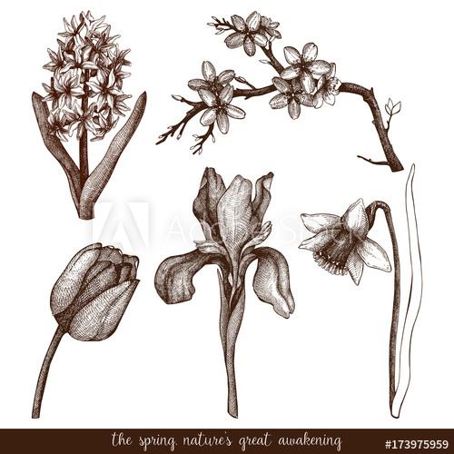 500x500 Vector Collection Of Hand Drawn Spring Flowers Sketch Isolated On - Spring Flowers Sketch