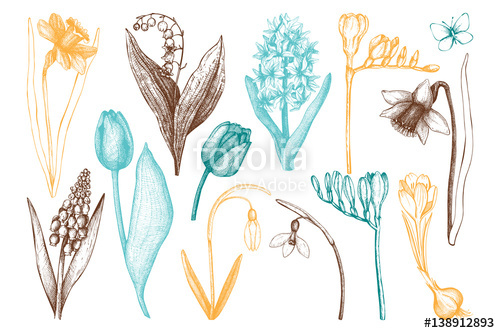 500x333 Vector Collection Of Hand Drawn Spring Flowers Sketch. Botanical - Spring Flowers Sketch