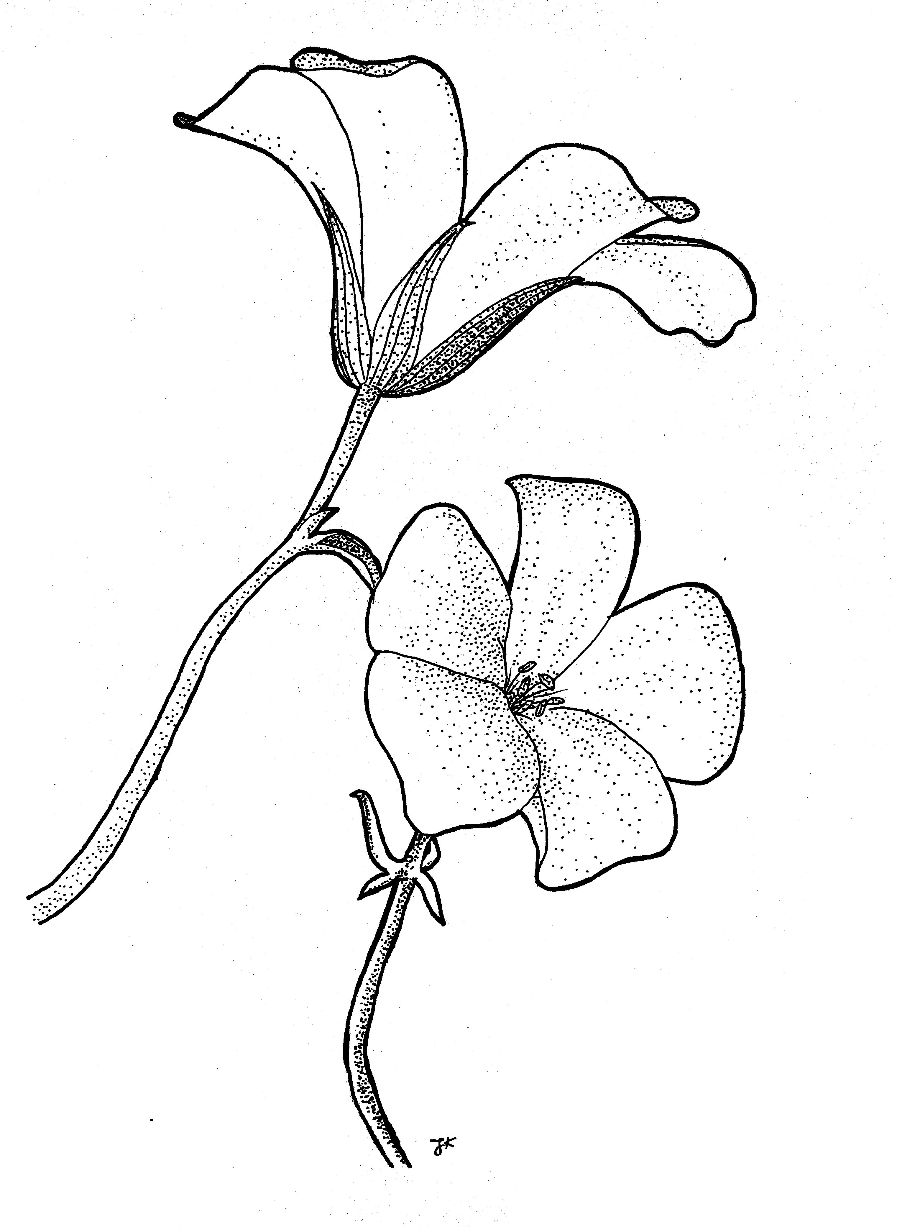 3120x4160 Flower, Sketch, Drawing, Spring Flower, Jk, Fineliner, Kwiaty - Spring Flowers Sketch