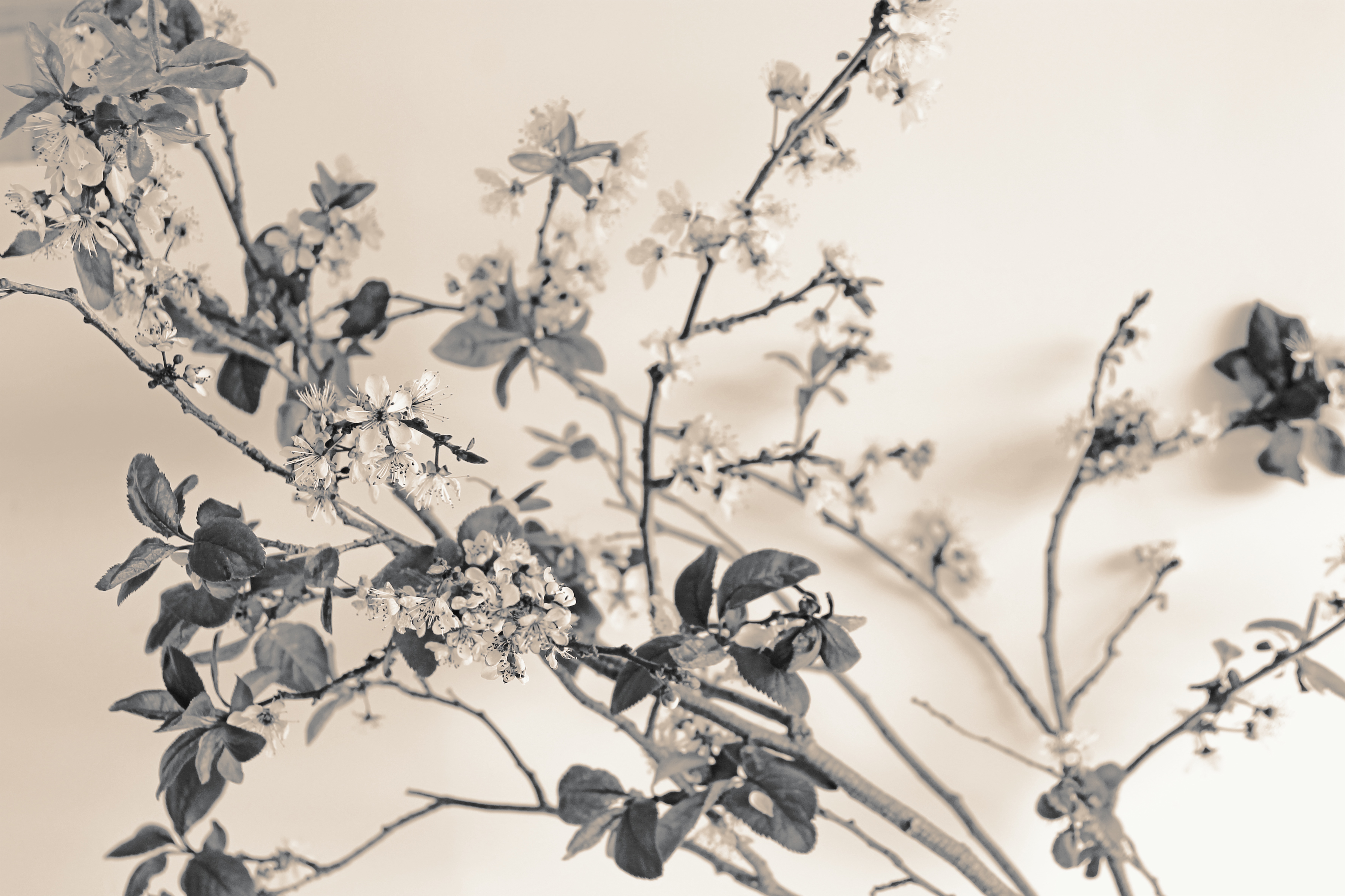 7120x4747 Free Images Tree, Branch, Winter, Plant, Leaf, Flower, Spring - Spring Season Sketch