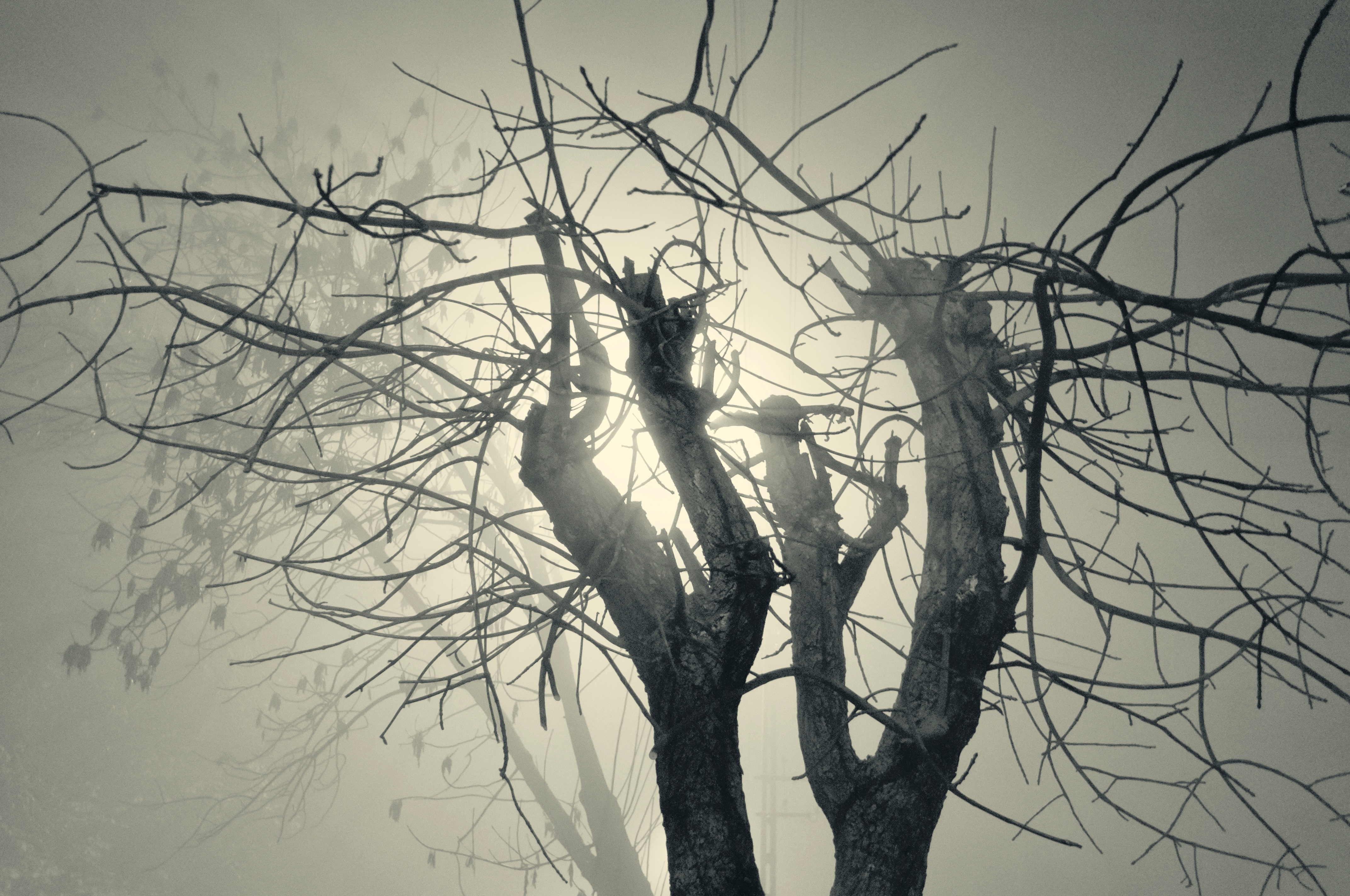 4288x2848 Free Images Tree, Nature, Branch, Winter, Light, Photography - Spring Season Sketch