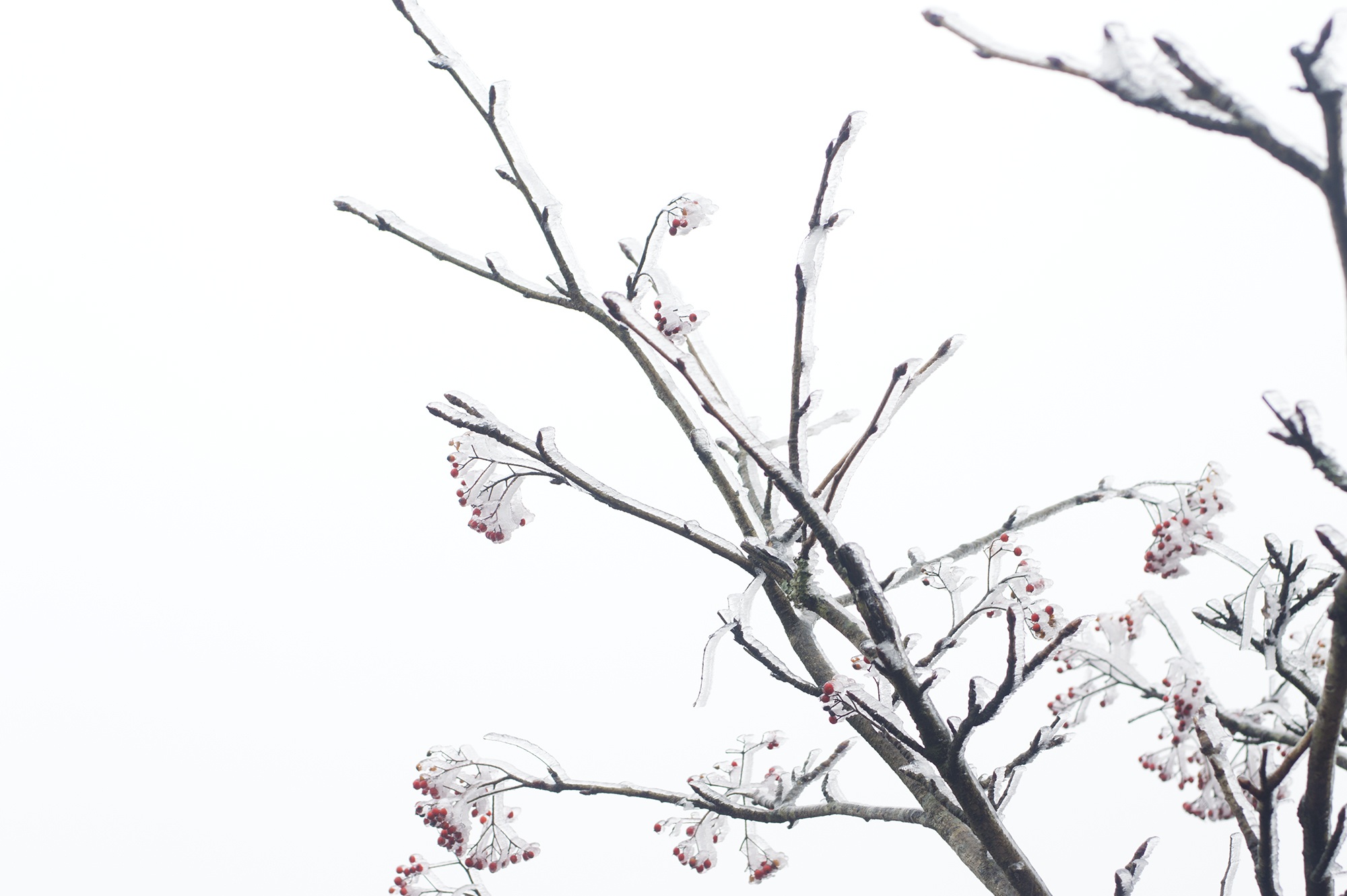 2000x1330 Free Images Branch, Blossom, Winter, Flower, Spring, Twig - Spring Sketch