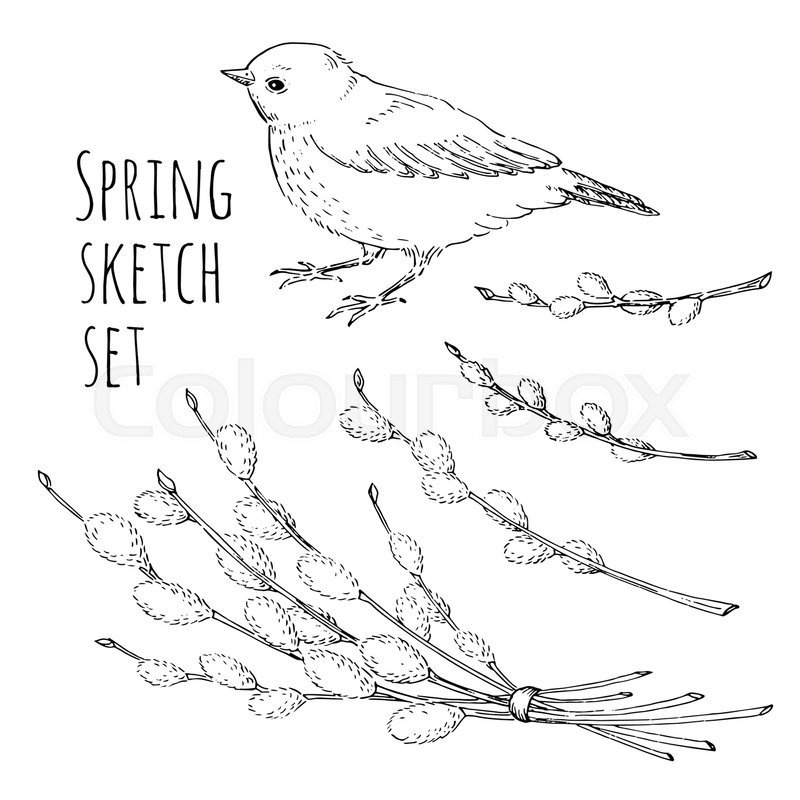 800x800 Spring Sketch Set With Bird And Willow Sprigs Isolated On White - Spring Sketch
