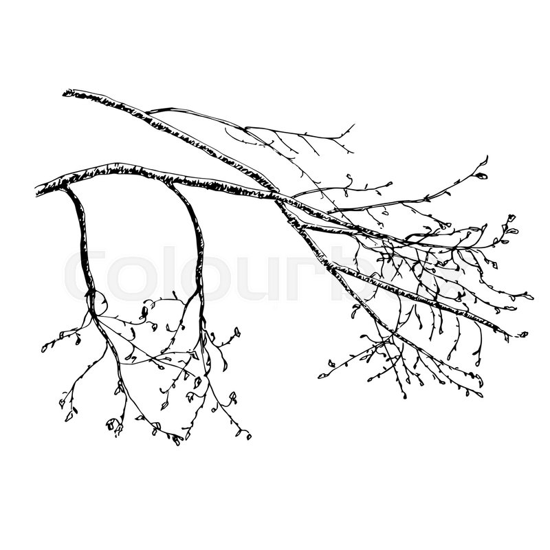 800x800 Vector Hand Drawn Sketch Illustration Of Tree S Branch In Spring - Spring Sketch