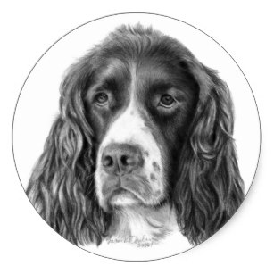 307x307 English Springer Spaniel Stickers Zazzle - Springer Spaniel Sketch
