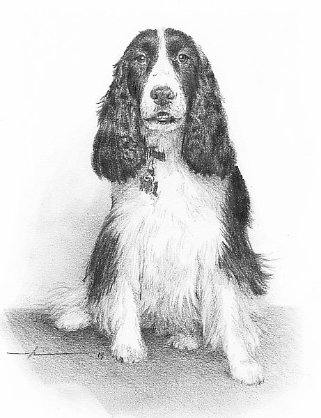 461x600 English Springer Spaniel Drawing By Mike Theuer Redbubble - Springer Spaniel Sketch