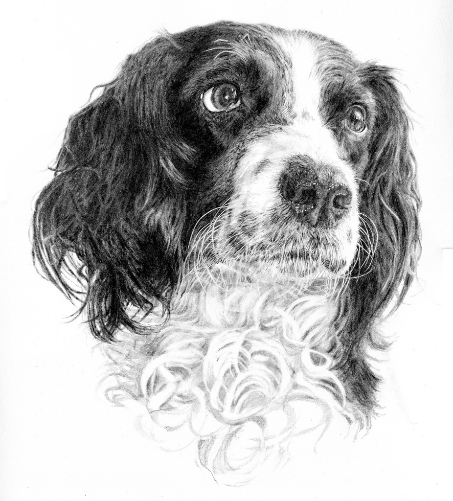 Springer Spaniel Sketch at PaintingValley.com | Explore collection of ...