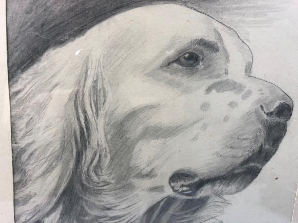 600x450 Original Pencil Sketch Art Rehoboth Beach Artist Lucille Person - Springer Spaniel Sketch