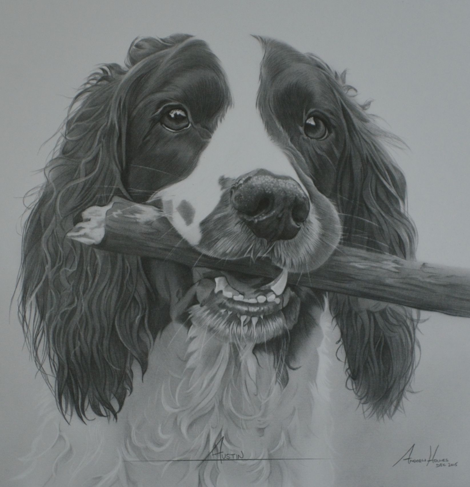 1645x1707 A Commissioned Drawing Of A Springer Spaniel Called Austin - Springer Spaniel Sketch