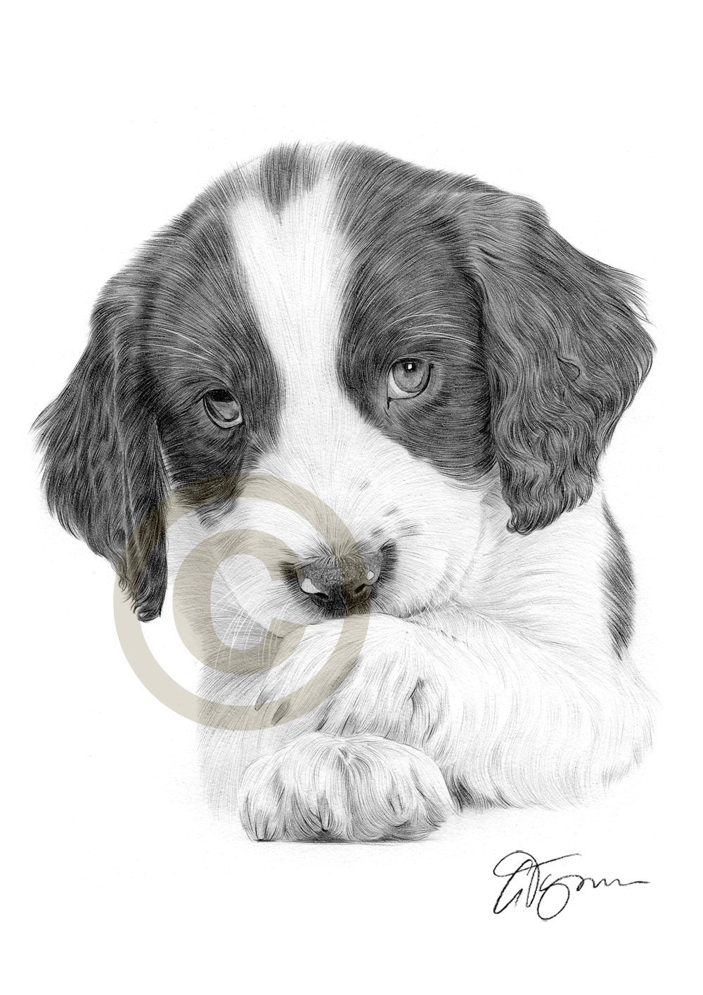 1000x1414 Pencil Drawings Of Dogs And Puppies Springer Spaniel Puppy Dog - Springer Spaniel Sketch