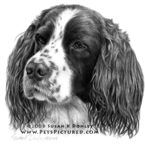 500x500 Pin By Betty Smith On Pencil Art Fur, Springer - Springer Spaniel Sketch