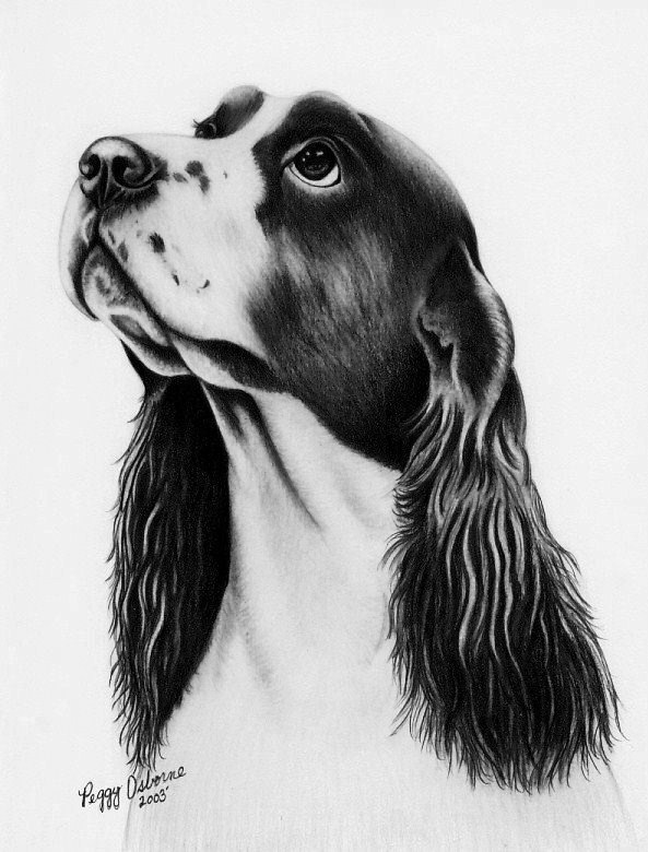 593x780 Abigale The Springer Spaniel - Springer Spaniel Sketch