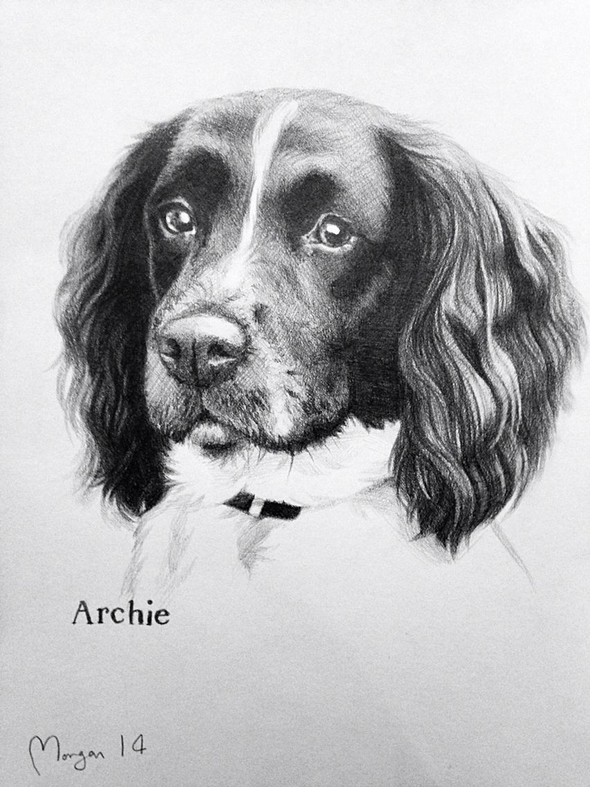852x1136 Springerspaniel Drawing Pencil - Springer Spaniel Sketch
