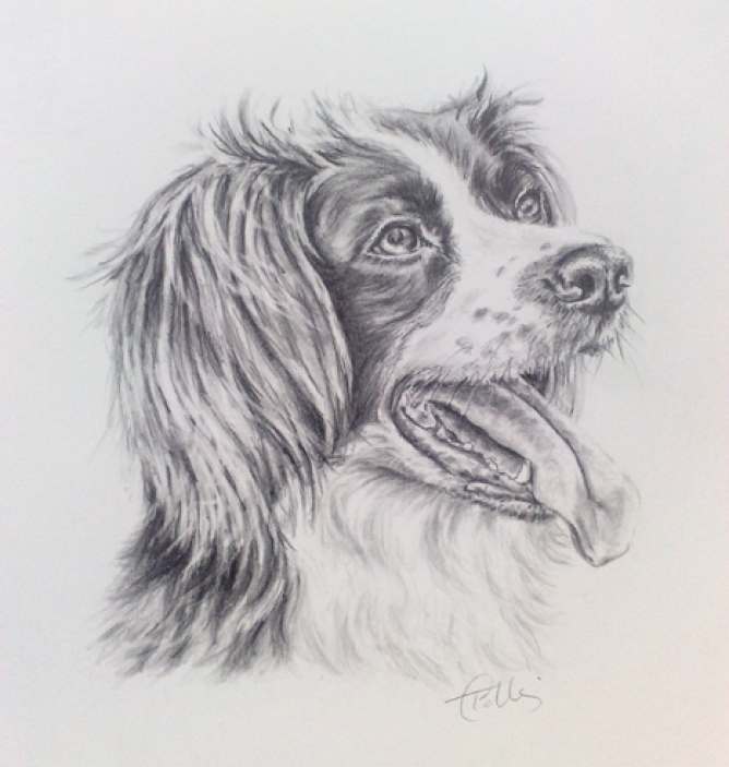 668x703 Tracy Collins - Springer Spaniel Sketch