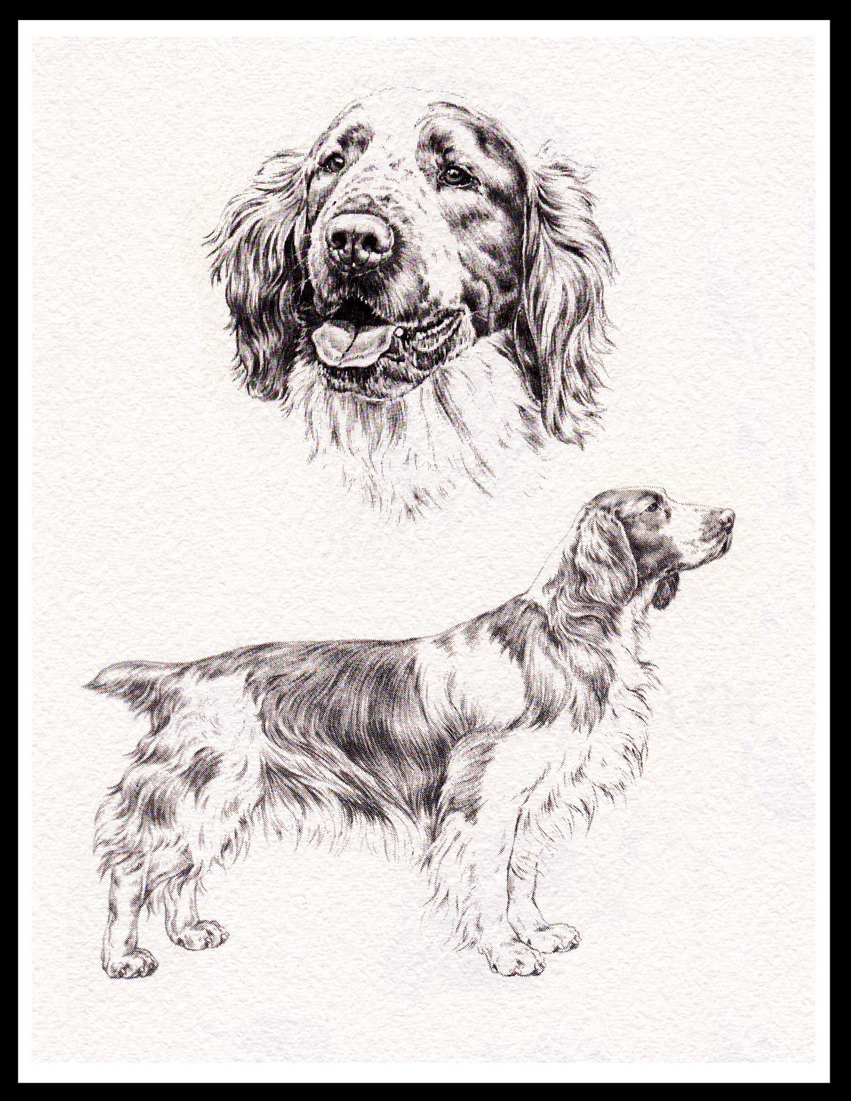 Springer Spaniel Sketch At Paintingvalley.com 