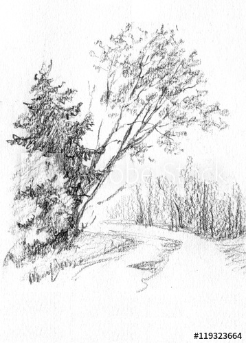 Spruce Sketch at PaintingValley.com | Explore collection of Spruce Sketch