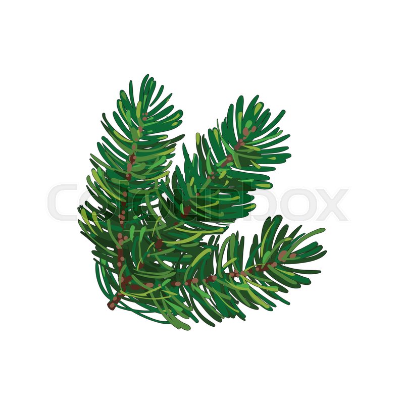 800x800 Hand Drawn Triple Fir Tree Twig, Branch, Spruce, Christmas - Spruce Sketch