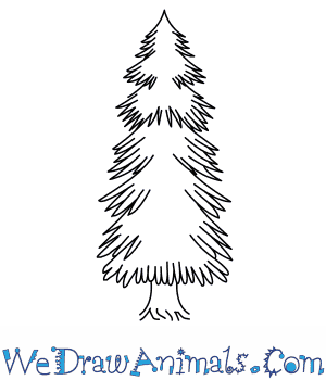300x350 How To Draw A Spruce Tree - Spruce Sketch